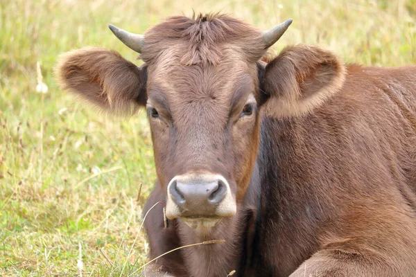 Vista Cercana Detallada Una Vaca Gelbvieh Tendida Pasto Una Granja —  Fotos de Stock