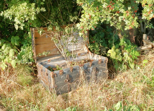 Antique Wooden Chest Used Landscape Residential Front Yard Simple Plants — Stock Photo, Image