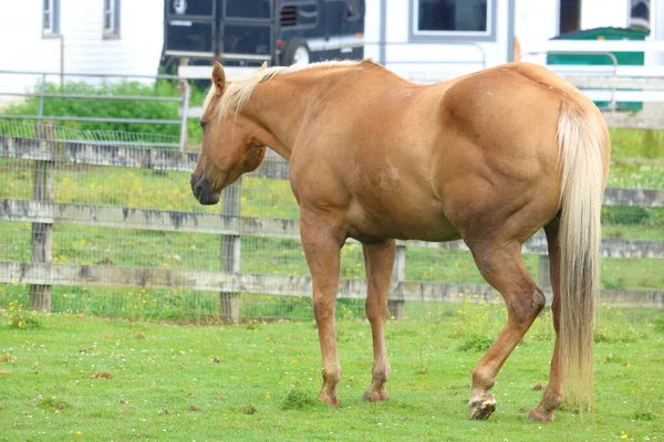 Vollständiger Überblick Über Die Typische Position Die Ein Pferd Beim — Stockfoto