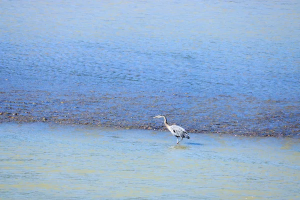 Breed Zicht Een Volwassen Blauwe Reiger Jacht Naar Voedsel Langs — Stockfoto