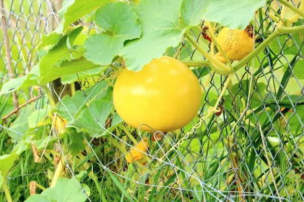 Amarelo Brilhante Redondo Summer Squash Visto Crescendo Uma Cerca Presa — Fotografia de Stock