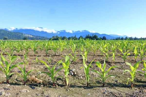 Close View Corn Crop Soon Has Broken Soil Beginning Grow — Stock Photo, Image