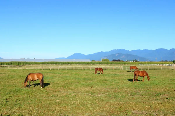 Breed Open Groen Hectare Weiland Voor Paard Een Landelijke Vallei — Stockfoto