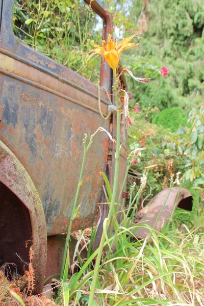 Una Sola Flor Araña Amarilla Crece Junto Los Restos Chasis — Foto de Stock