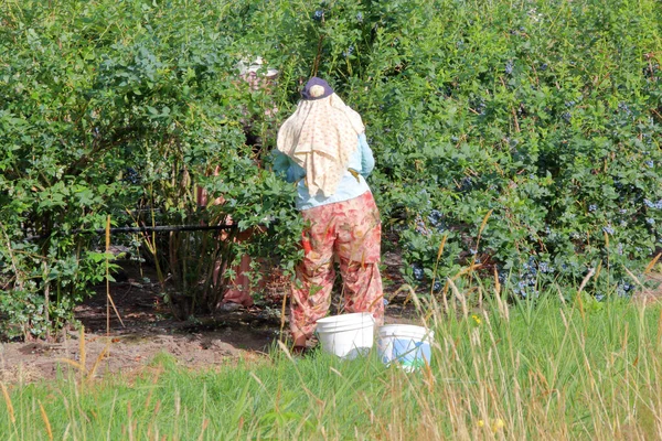 Wide View Female Field Worker Busy Picking Blueberries Harvest Season — Stock Photo, Image