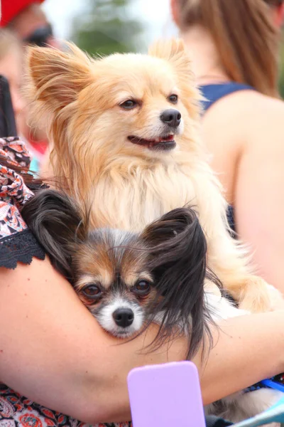 閉じます 彼らの女性の所有者の腕の中でPapillion犬の上に座っているブロンドのポメラニア犬の詳細なビュー — ストック写真