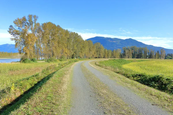 Paisaje Vista Sinuoso Camino Rural Rodeado Campos Maíz Otoño Árboles —  Fotos de Stock