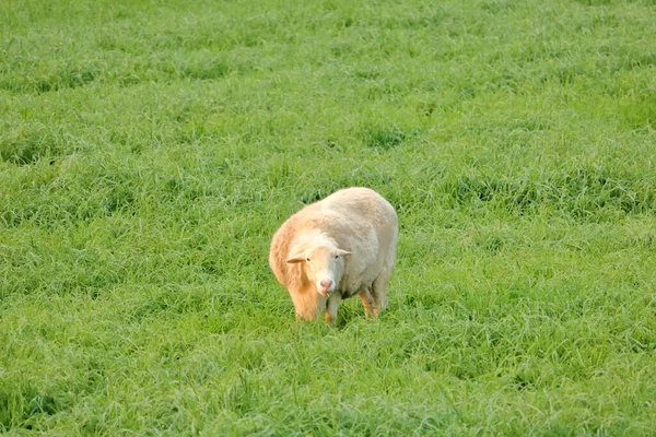 Full frontal view of a sheep standing in a pasture covered in thick, green grass.