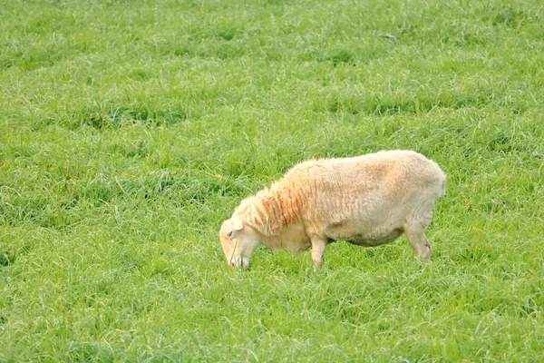 Profil Całego Ciała Owiec Wypasanych Pastwisku Pokrytym Grubą Zieloną Trawą — Zdjęcie stockowe