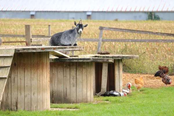 Çeşitli Endüstriyel Ahşap Eşyalar Çiftlik Hayvanlarına Barınak Dinlenme Alanları Sağlar — Stok fotoğraf