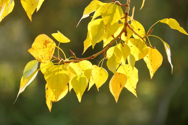 Gul Alder Löv Gren Glöd Ljus Höstsolen — Stockfoto