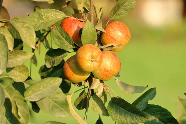 Vista Detallada Racimo Pequeñas Manzanas Orgánicas Madurando Una Rama Durante — Foto de Stock