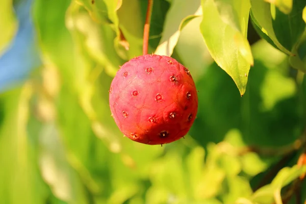 Vue Rapprochée Détaillée Mûrissement Petits Fruits Kousa Dogwood Rouge Vif — Photo