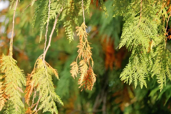 Close Detailed View Dry Brown Cedar Branch Hanging Tree Long — Stock Photo, Image