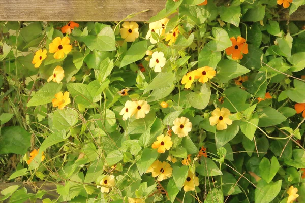 Wide View Bright White Yellow Blackeyed Susans Greens Leaves Growing — Stock Photo, Image