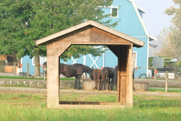 Les Chevaux Domestiques Peuvent Être Vus Nourrissant Derrière Une Enceinte — Photo