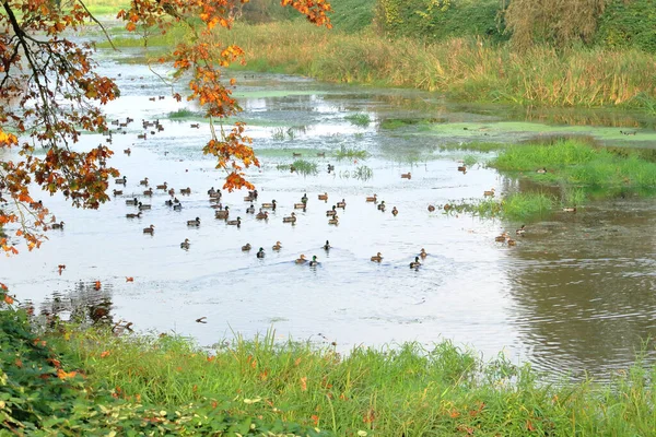 Flock Migrating Mallard Ducks Find Safe Calm Rural Stream Rest — Stock Photo, Image