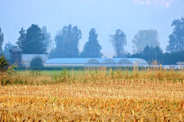 Вид Ярко Освещенную Кукурузную Щетину После Удачного Сбора Урожая Ассортиментом — стоковое фото