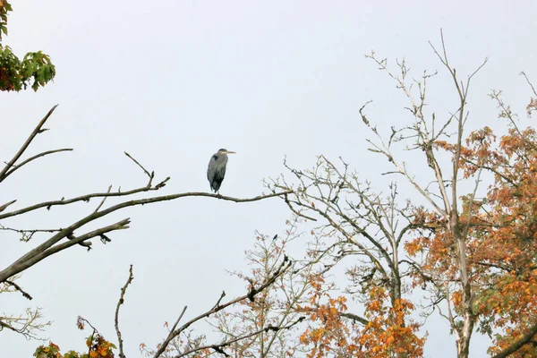 Szeroki Widok Samotnego Dorosłego Blue Heron Usiadł Wysoko Gałęziach Drzew — Zdjęcie stockowe