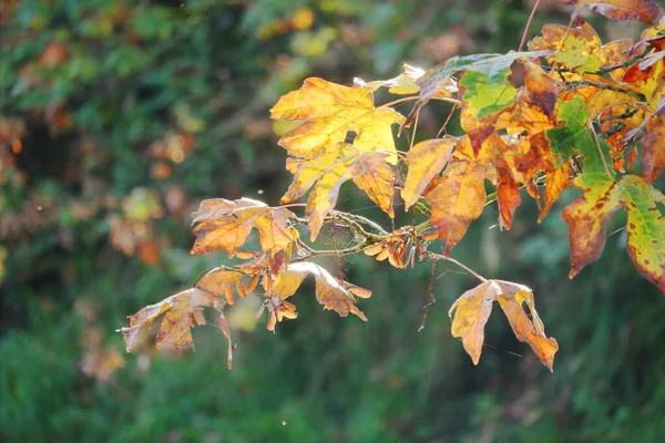 Nära Detaljerad Bild Solljus Filtrering Genom Skogen Och Lysande Blad — Stockfoto