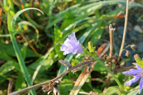 夏の植生に咲く小さな紫色のペリウィンクルの花のプロフィールビュー — ストック写真