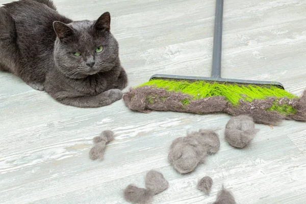 cleaning cat hair, fur with mop, brush and dustpan