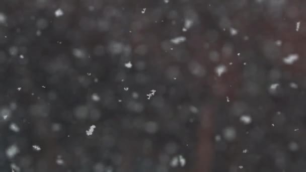 Flocos de neve a cair — Vídeo de Stock