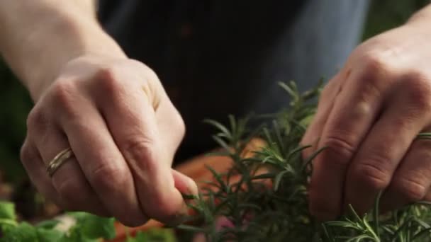 Mann Pflückt Frischen Rosmarin Zum Kochen Nahaufnahme — Stockvideo