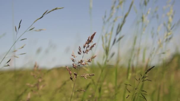 Weide van wilde grassen — Stockvideo