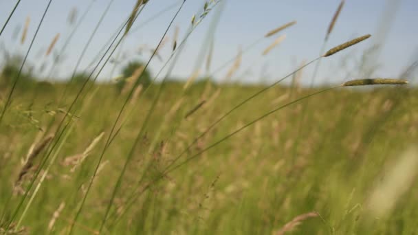 Луг травы — стоковое видео