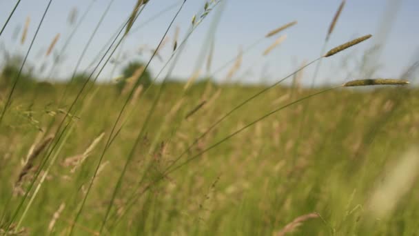 Pré d'herbe 