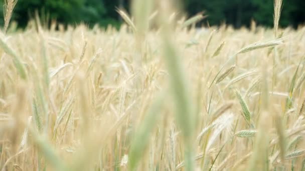 Wheat field — Stock Video