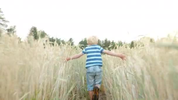 Jongen loopt door veld — Stockvideo