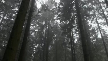 Ürkütücü ağaçların arasından taşımak