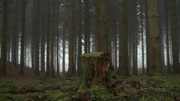 Пень дерева в лесу — стоковое видео