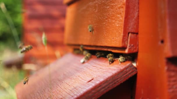 Abejas entrando en la colmena — Vídeos de Stock