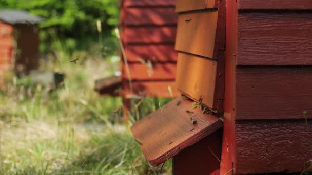Пчелы вокруг улья — стоковое видео