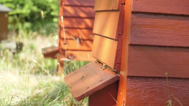 Včely za letu — Stock video