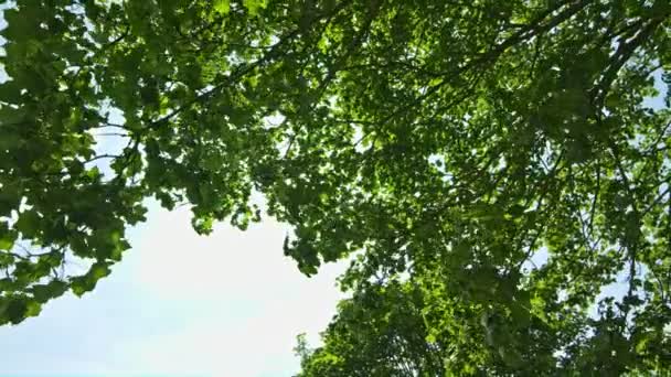 El viejo árbol se balancea con el viento en los rayos del sol — Vídeo de stock