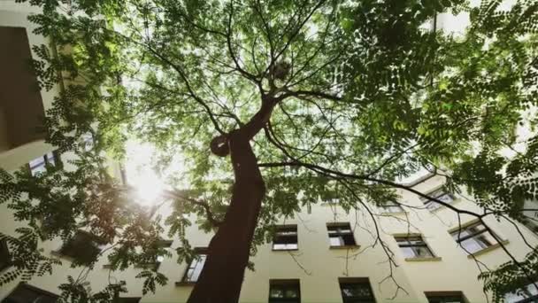 Grüner Baum zwischen Gebäuden, von unten unter der Sonne geschossen — Stockvideo