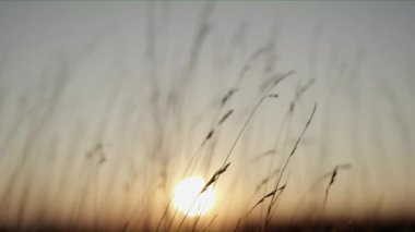 Arka planda yakalanan güzel bir gün batımı ile Rüzgar sallanan sazlık.