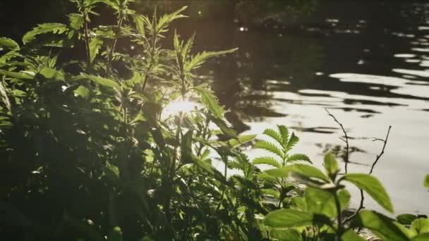 Hojas espumosas de plantas junto al lago — Vídeo de stock