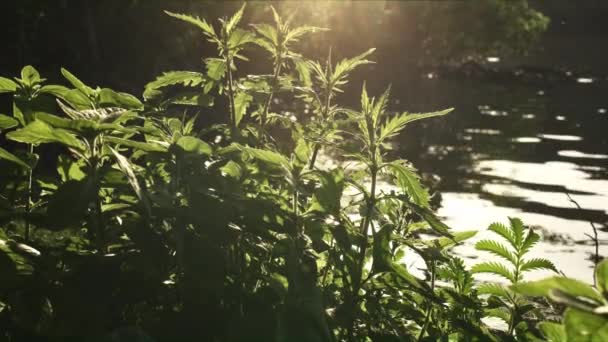 Plantas bajo la brillante luz del sol al borde de un lago pacífico — Vídeo de stock