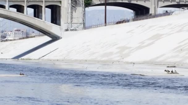 Sadece Sakin Nehri Boyunca Güneşli Bir Öğleden Sonra Uçan Kuşlar — Stok video