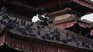 Diğer güvercinler Nepal'de bir iyi sabah bir pagoda dinlenme bir tapınak çatıdan bir güvercin aldı.