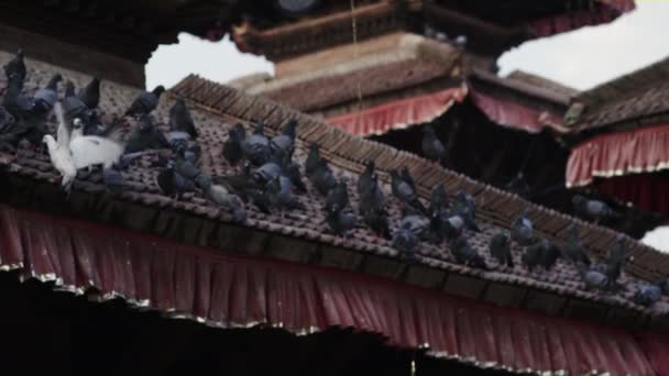 休憩とスローモーションでネパールのカトマンズで屋根の上に飛び去るハトの群れ — ストック動画