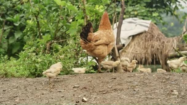 Chiks Tyúk Elindult Egy Dombon Szennyeződés Külvárosi Háttérrel — Stock videók