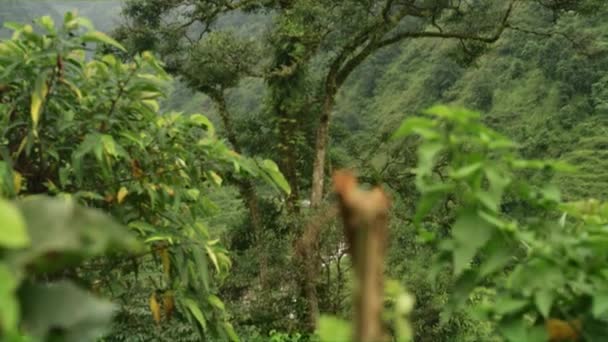 Glimt Den Natursköna Nepal Skogen Dimmig Dag — Stockvideo