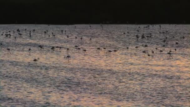 华丽的火烈鸟在迪拜自然保护区的岸边漫步. — 图库视频影像