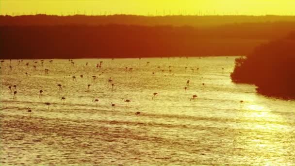 Ein orangefarbener Sonnenuntergang spiegelt sich im Wasser und schafft hunderte von Flamingo-Silhouetten — Stockvideo